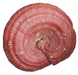 第三人称卡通风冒险《WHALIEN》1月24日登陆PC 新预告发布